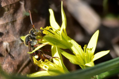 Nomada