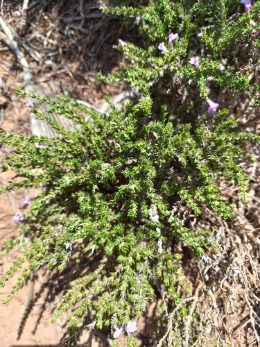 Scentless Whitweed