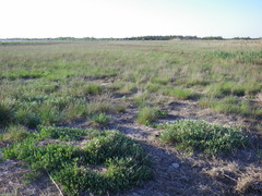 Atriplex verrucifera