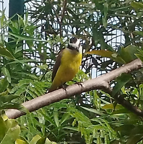Great Kiskadee
