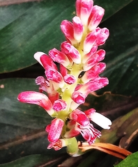 Alpinia japonica