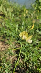 Vicia grandiflora, photograph author not stated, no rights reserved