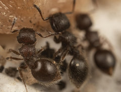 Meranoplus peringueyi