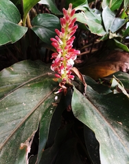 Alpinia japonica