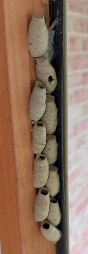 Asian Mud-dauber Wasp photo 6