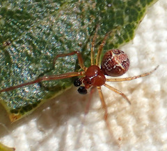 Theridion michelbacheri