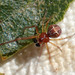 Theridion michelbacheri - Photo (c) K Schneider, some rights reserved (CC BY-NC), uploaded by K Schneider