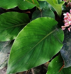Alpinia japonica