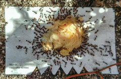 Meranoplus peringueyi