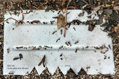 Meranoplus peringueyi