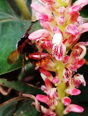 Alpinia japonica
