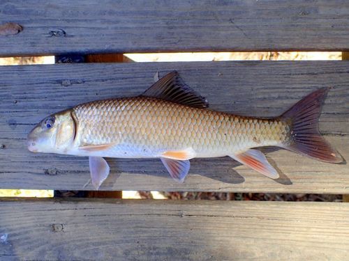 Notchlip Redhorse (Moxostoma collapsum) · iNaturalist