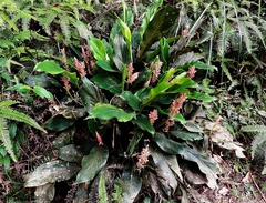 Alpinia japonica