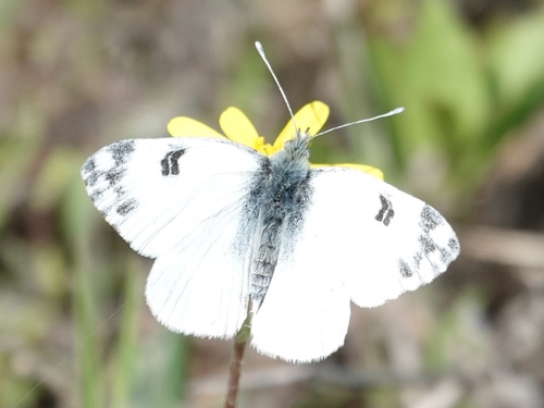 Eastern Bath White