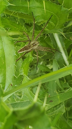 European Nursery Web spider