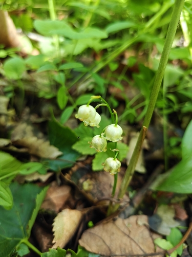 Convallaria keiskei, photograph 6
