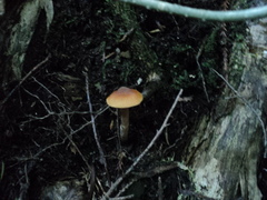 Cortinarius castaneodiscus