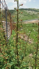 Scrophularia rubricaulis