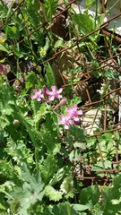 Silene aegyptiaca