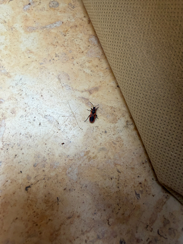 Mediterranean red bug