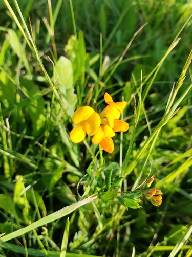 bird's-foot trefoil