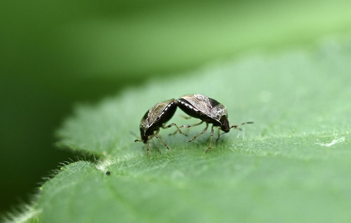 Woundwort Shield Bug