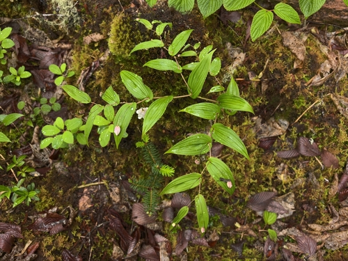 Streptopus simplex, 2026-06-09