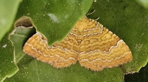 Yellow Shell Moth