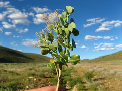 Tetraena decumbens