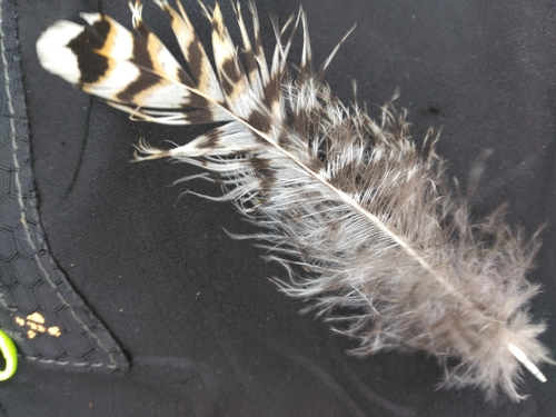 Plume de Tétras lyre