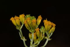 Alloispermum scabrum