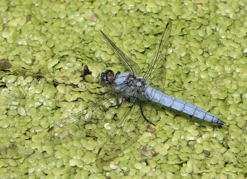 Southern Skimmer