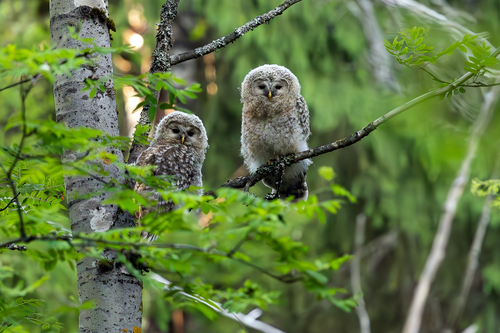 Ural Owl