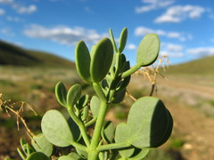 Tetraena decumbens