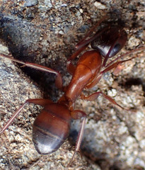 Camponotus semitestaceus