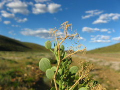 Tetraena decumbens