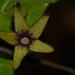 Matelea crenata - Photo (c) Pablo Carrillo-Reyes, osa oikeuksista pidätetään (CC BY-NC), lähettänyt Pablo Carrillo-Reyes