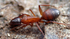 Camponotus semitestaceus