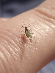 Macrosiphum rosae