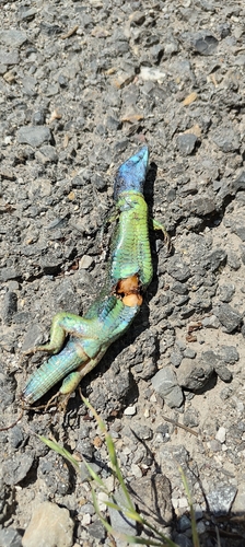 Green Lizard