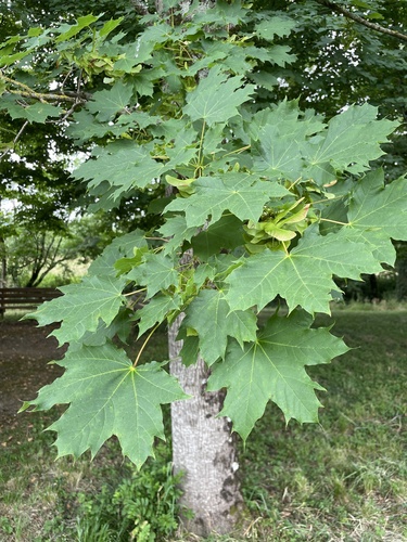 Norway maple