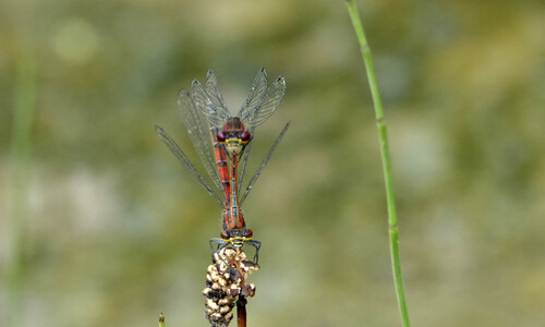 Large Red Damselfly