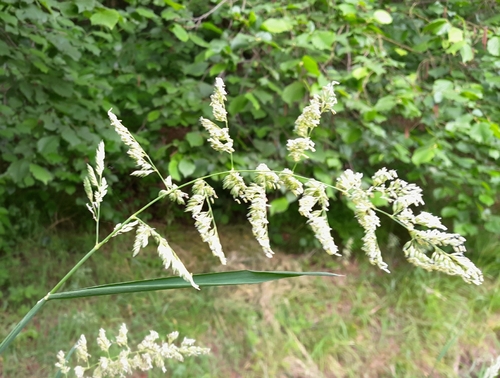 reed canary grass