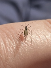 Macrosiphum rosae