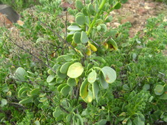 Tetraena decumbens