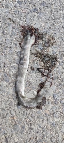 Eastern Slowworm