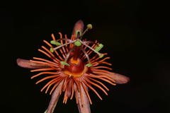 Passiflora jorullensis