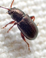 Hemiglyptus basalis