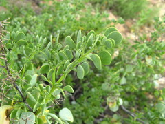 Tetraena decumbens