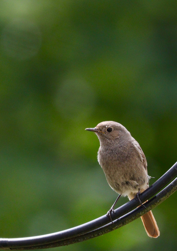 Black Redstart
